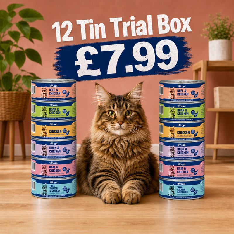 Shredded Discovery Trial Box (12x Tins)